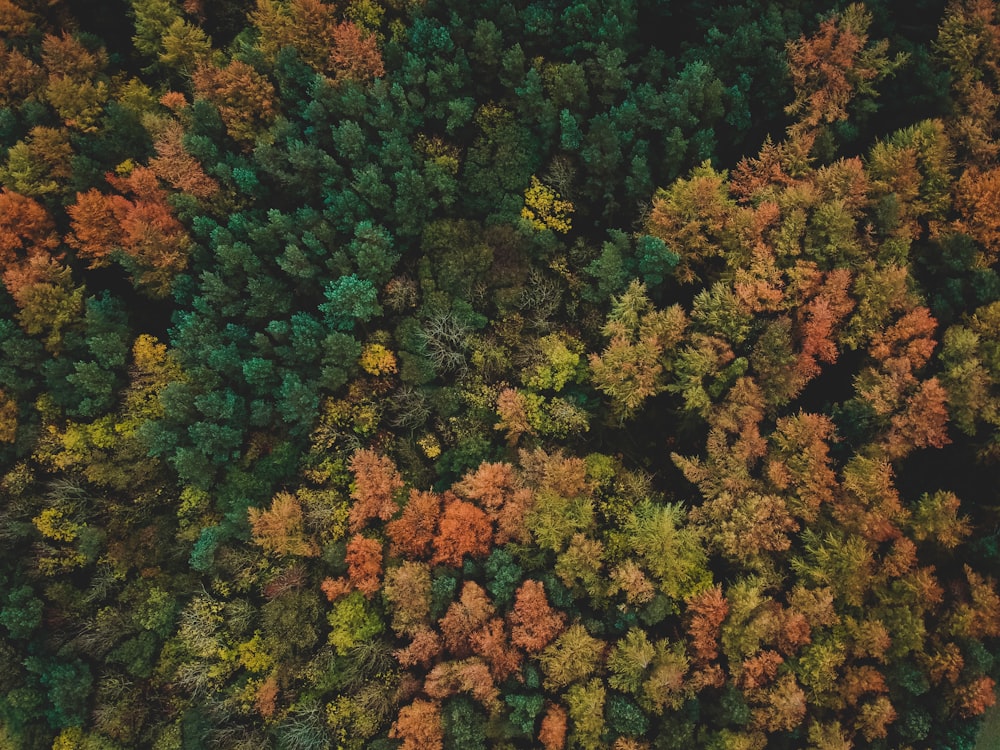 bird's-eye view photo of forest