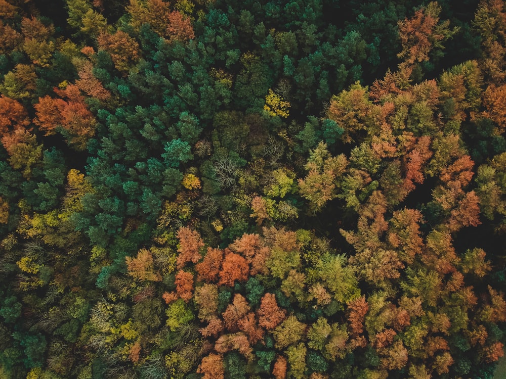 Foto a vista de pájaro del bosque