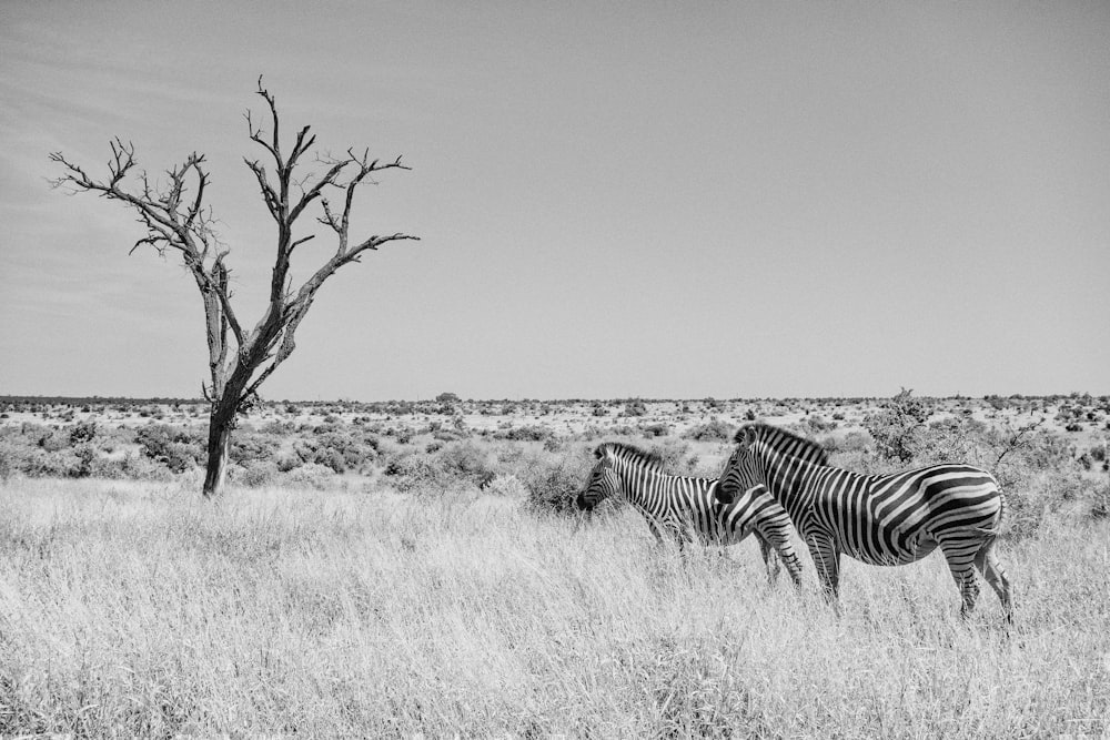 two zebras by the tree