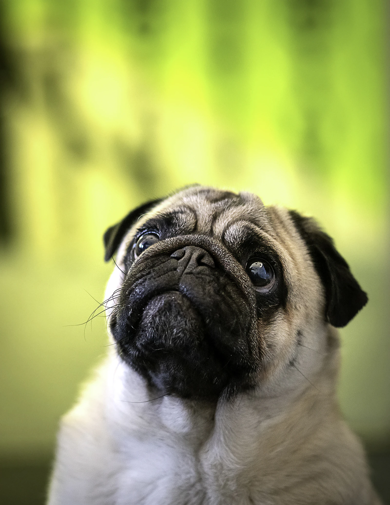 Delhi's 'Fat Dogs' Turn a 64-Dog Bracket Into the Internet's Guilty Pleasure