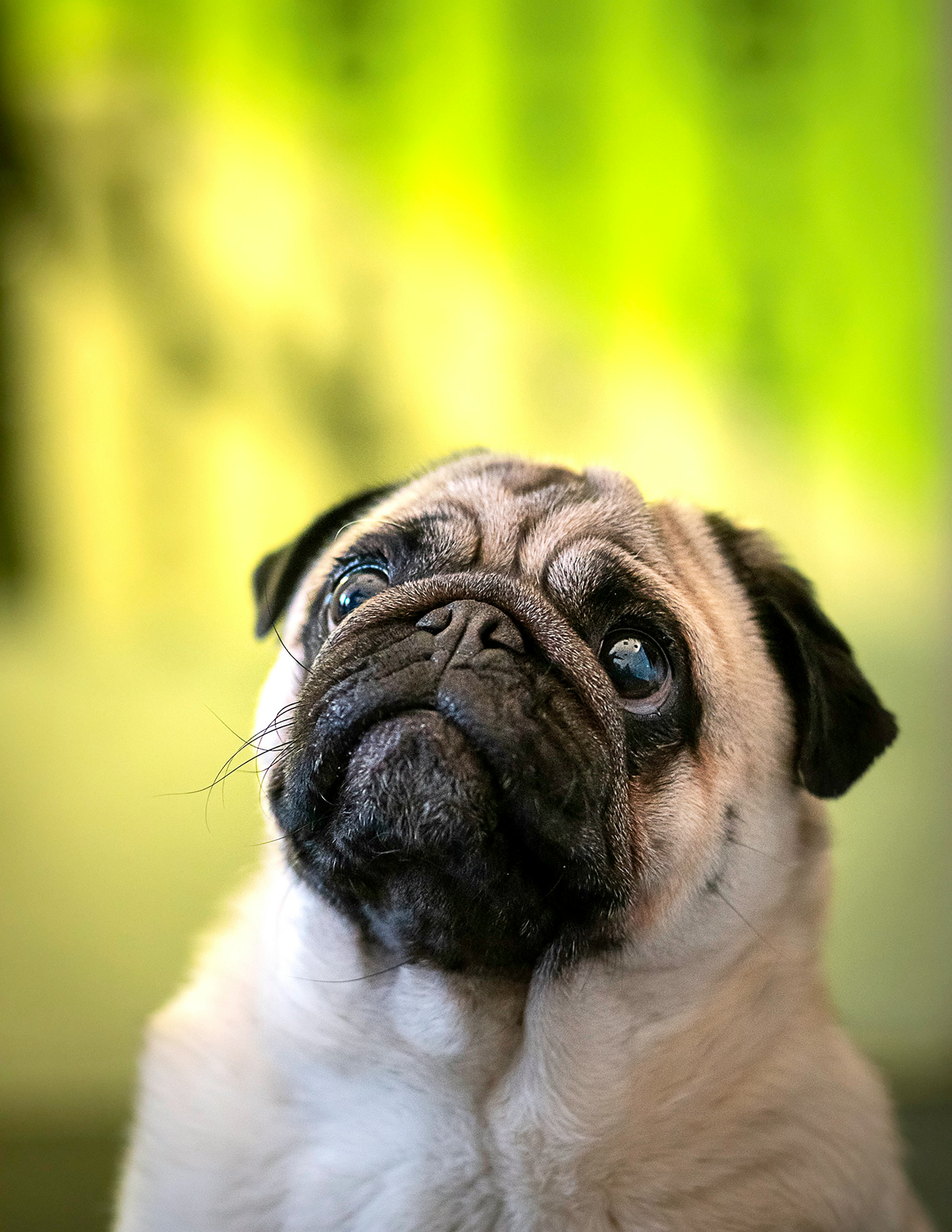 pug looking smart