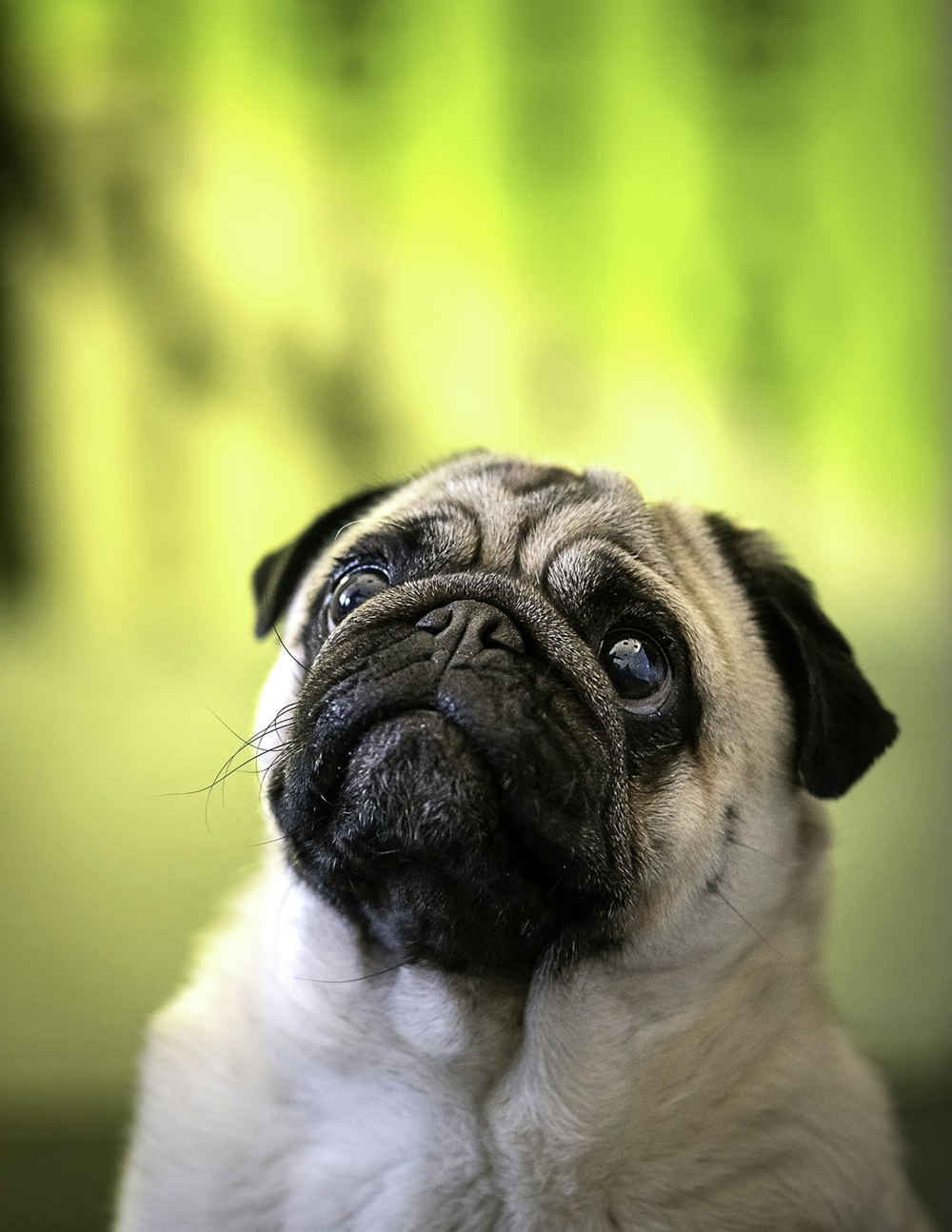 adult fawn pug close-up photo