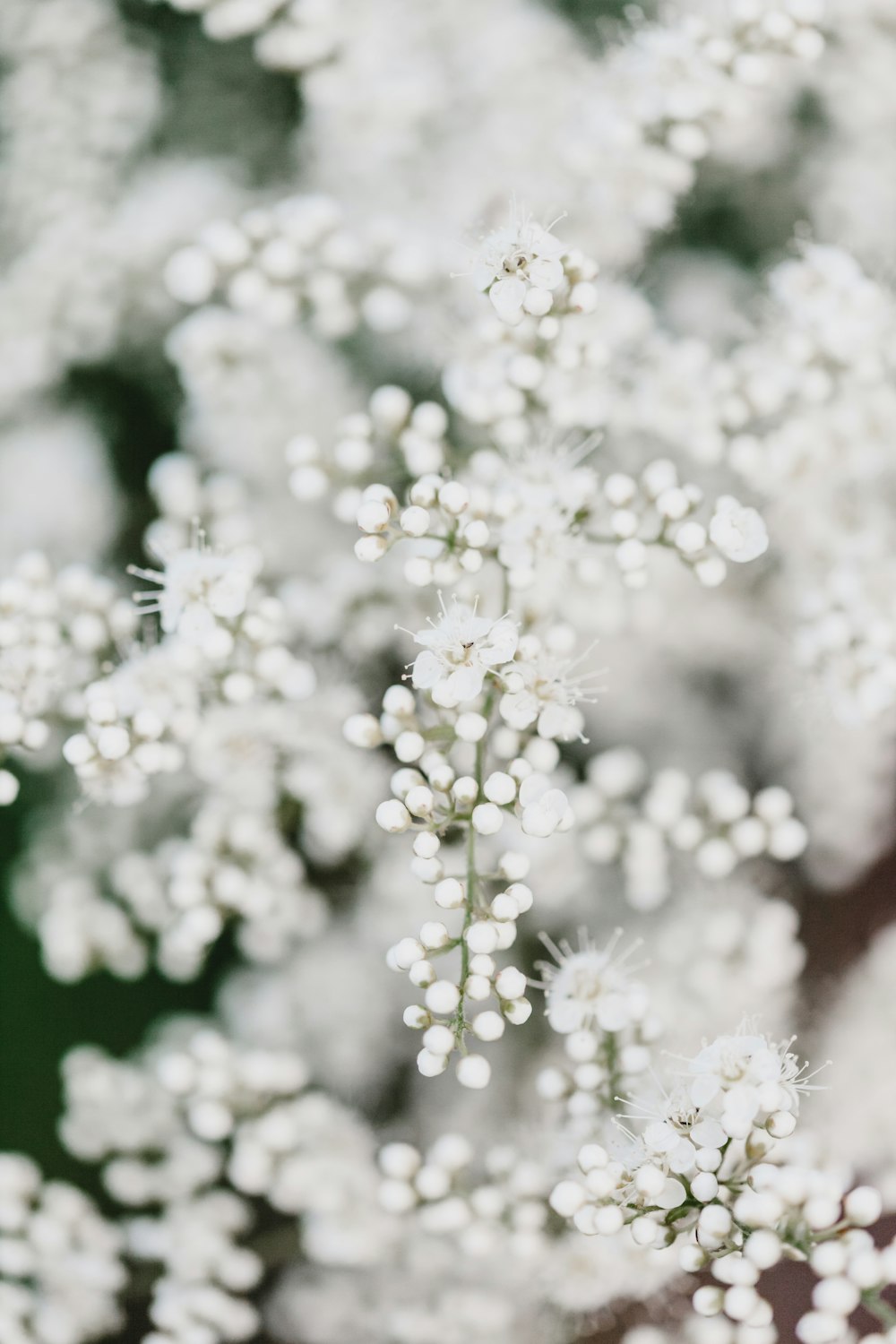 white flower on focus photography