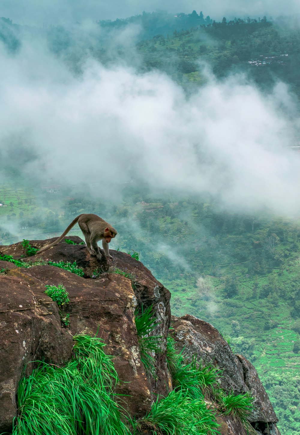 gray monkey on rock formations during daytime
