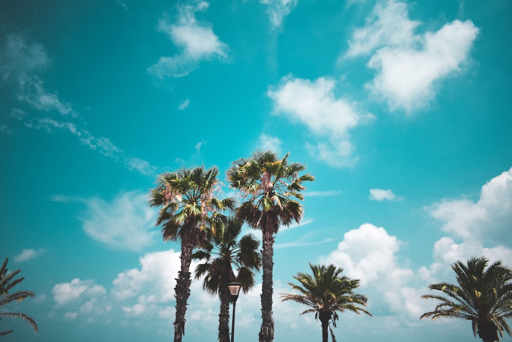 green palm trees under white and blue cloudy sky