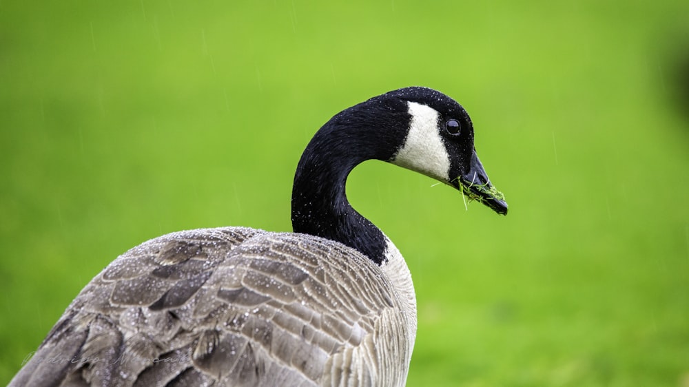 focus photography of gray duck