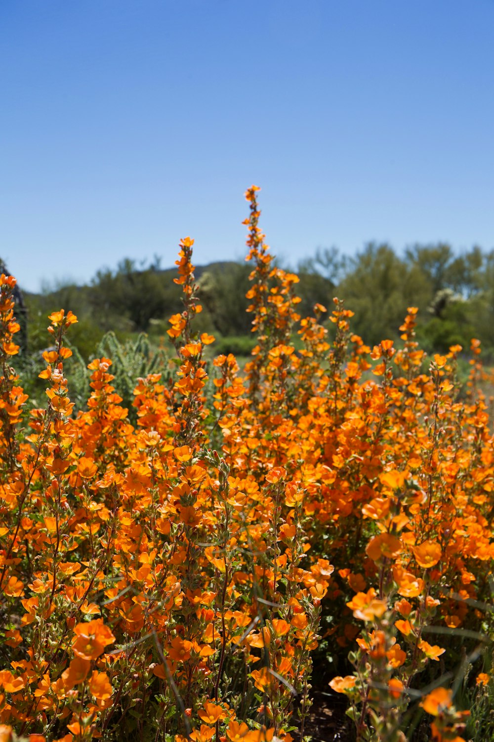 bed of orange flower