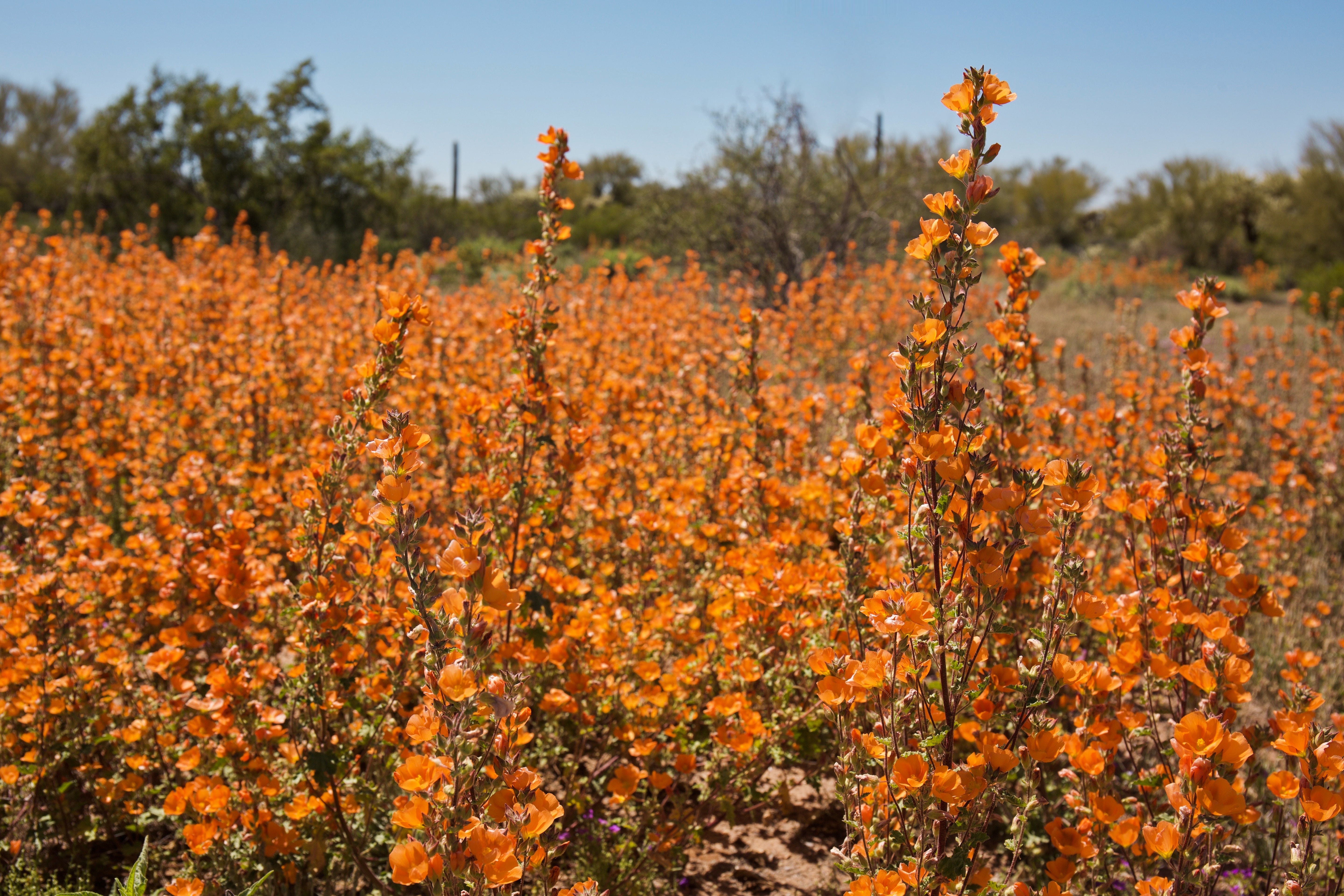 オレンジの花壇