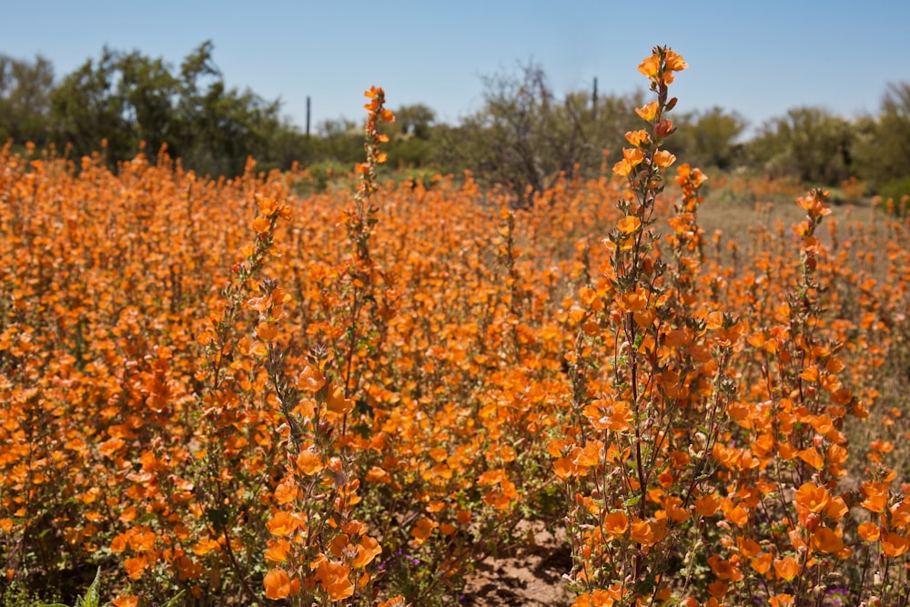 bed of orange flower