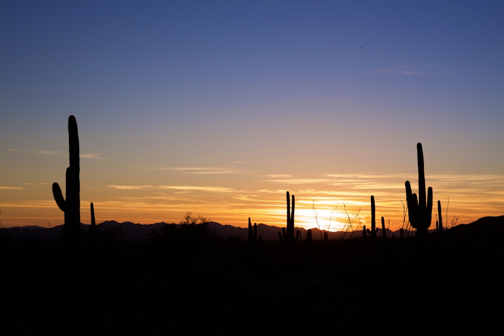 cacti during sunset