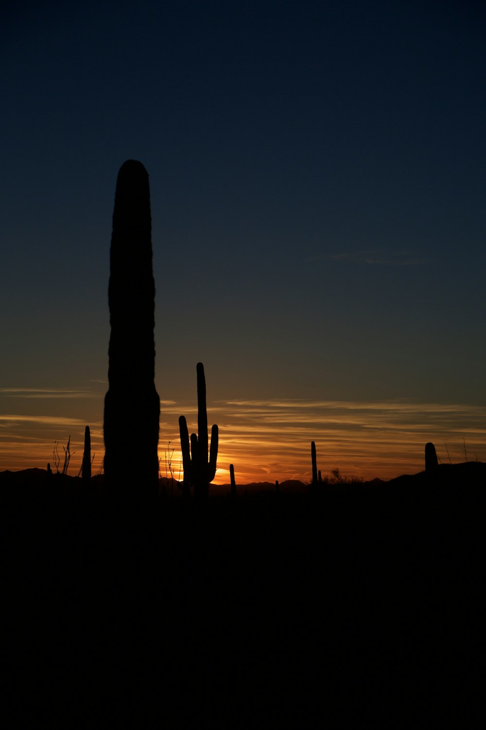 silhouette of cactus under clear blue sky during sunset