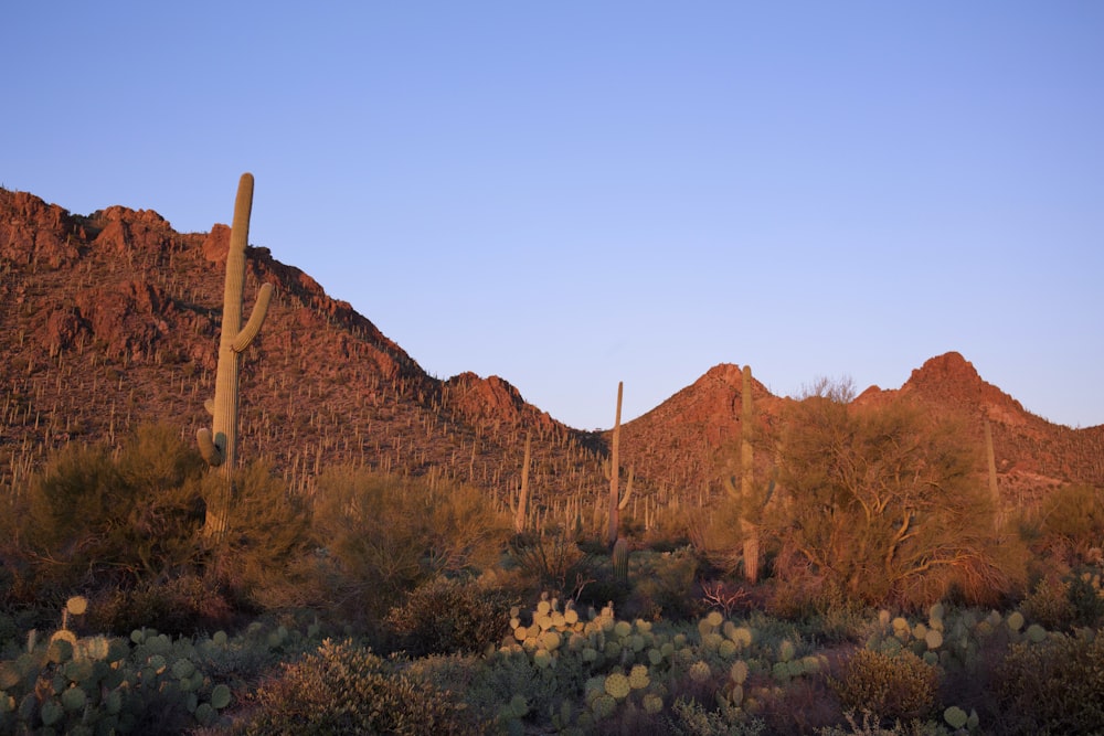 brown cacti under clear blue sky during daytime