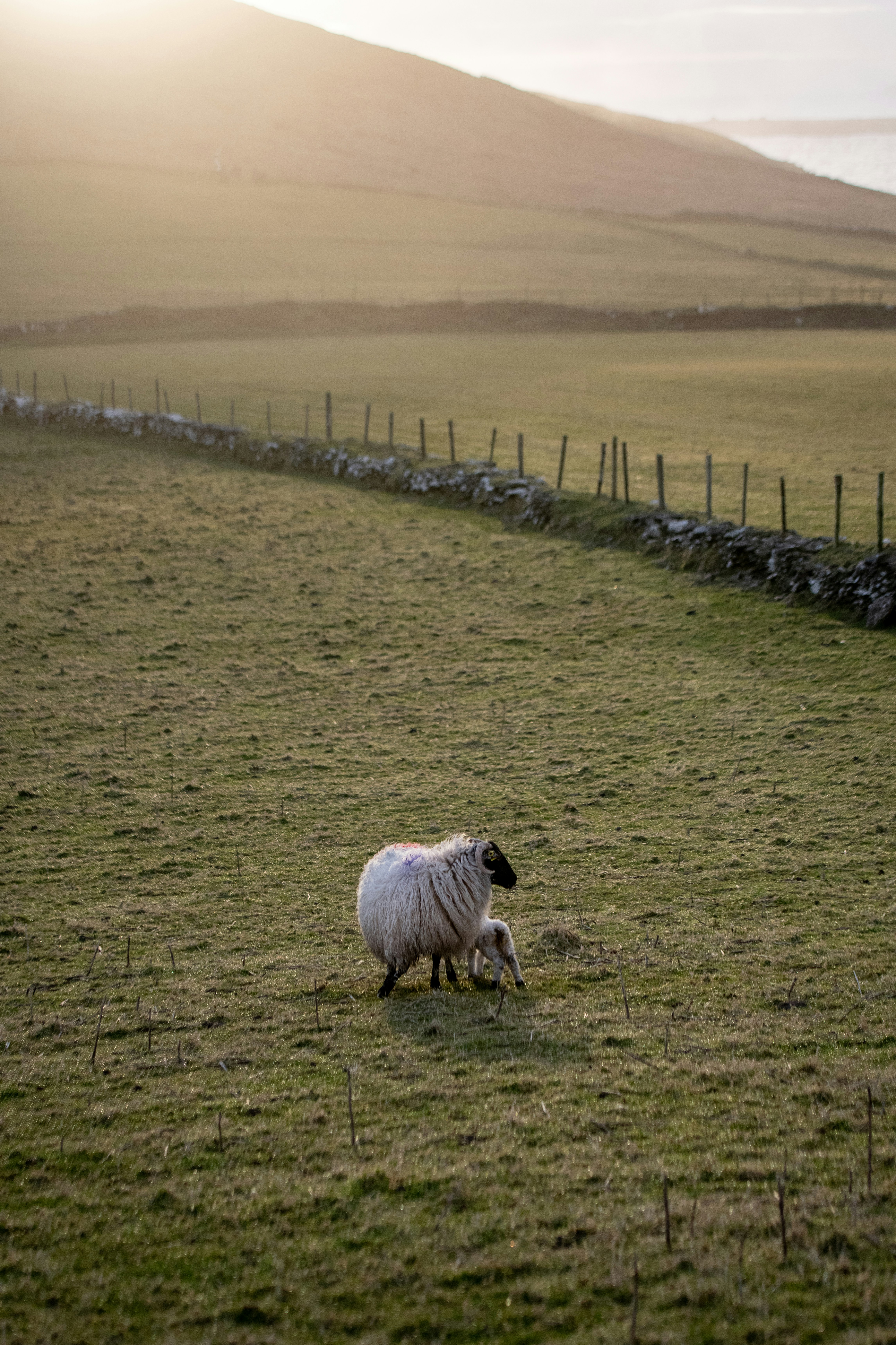 white sheep on green grass field