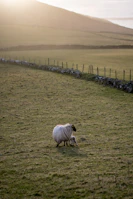 A shepherd gently tending to a Karakul lamb beside a rustic wooden fence.