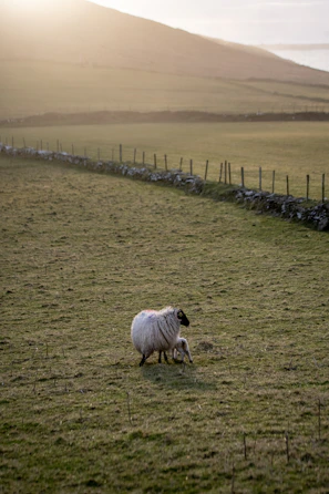 A shepherd gently tending to a Karakul lamb beside a rustic wooden fence.