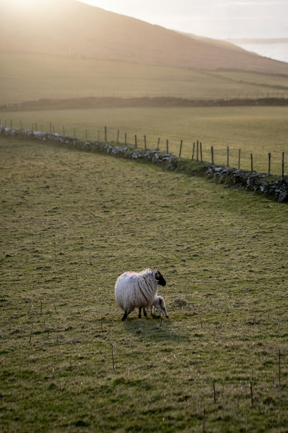 white sheep on green grass field