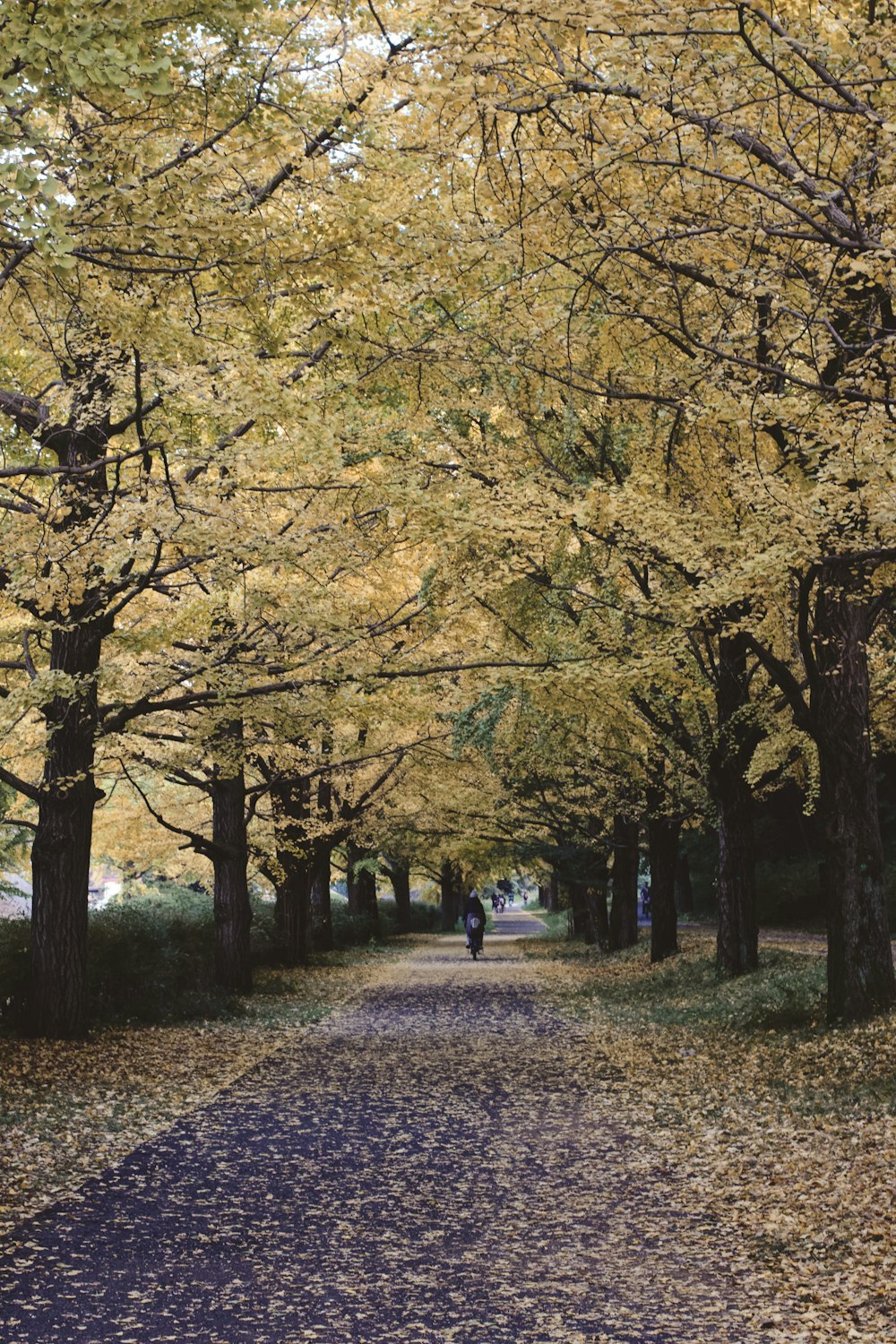 person standing in between green trees \