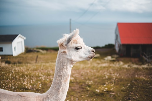 A llama with short fur stands in a rural setting, with two small buildings nearby. One building has a white siding and the other features a red roof. The background includes a view of a distant body of water under a cloudy sky.