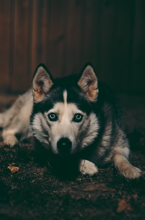 A husky with piercing blue eyes lays on the ground in a dimly lit environment. Its thick fur is a mix of black, white, and gray tones. The background is blurred and dark, emphasizing the dog's striking features.