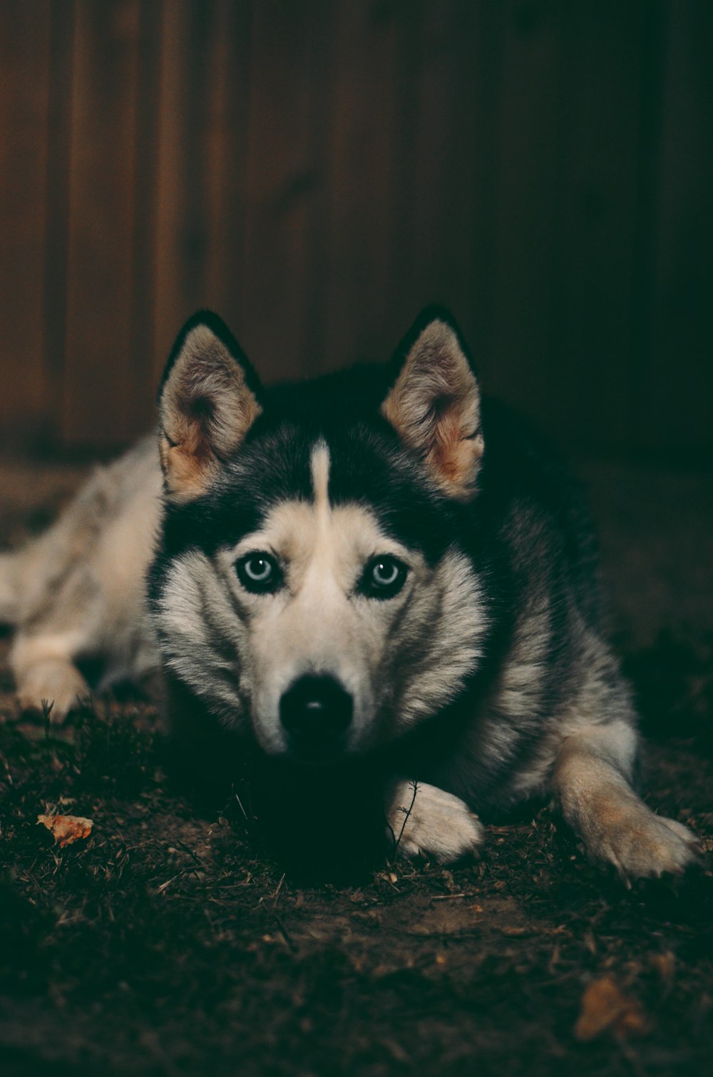 adult Siberian husky lying on the ground