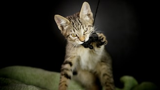 A tabby kitten is playing with a piece of black yarn. Its eyes are focused and its paws are actively engaged with the string. The background is dark, which contrasts with the kitten's fur, highlighting its playful expression and stance.