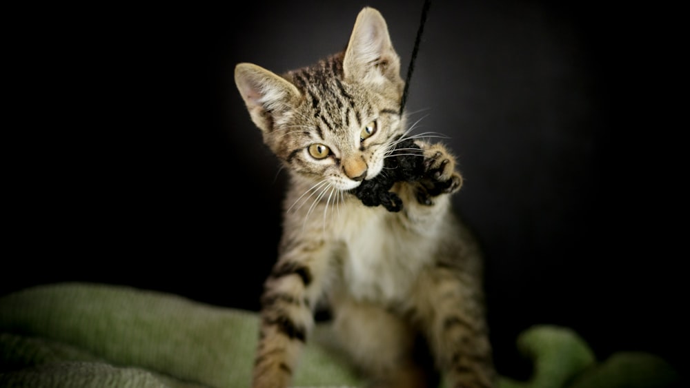 silver tabby cat biting yarn