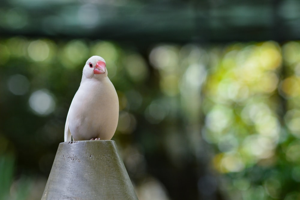 white bird on top of gray concrete surface during daytime