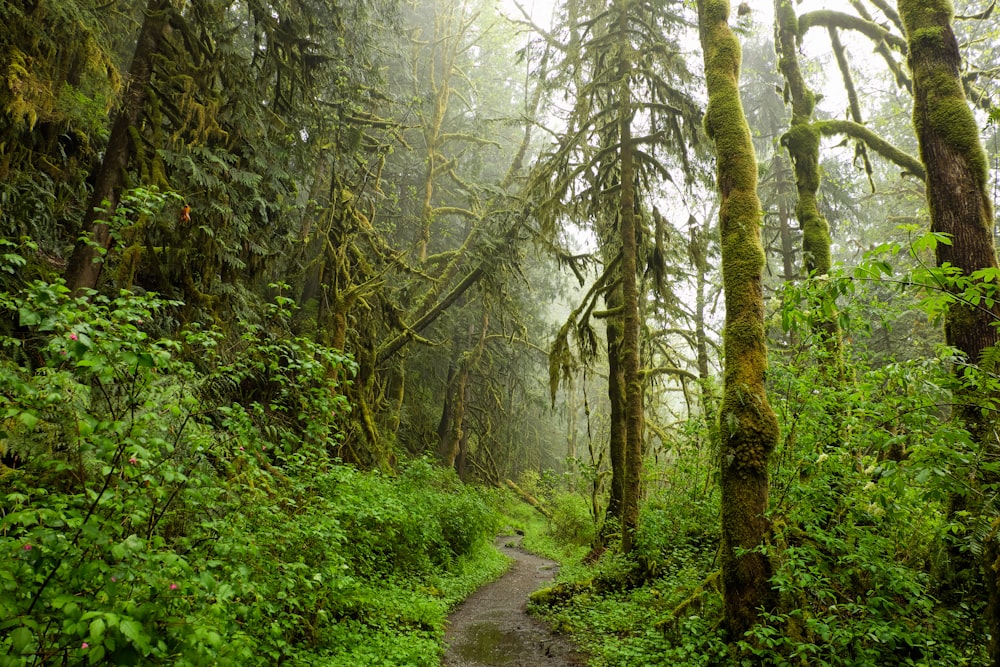 view of forest during daytime