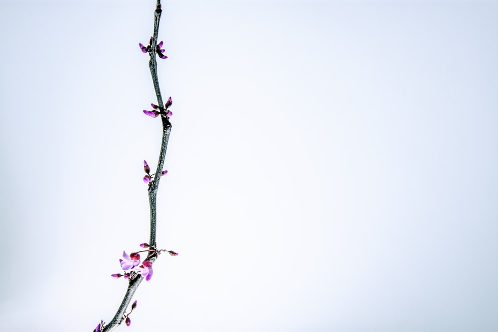 pink-petaled flower on white background