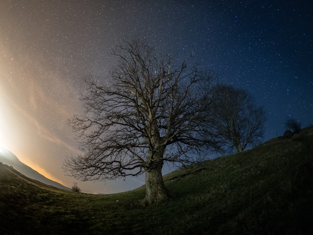 nackter Baum unter Sternenhimmel