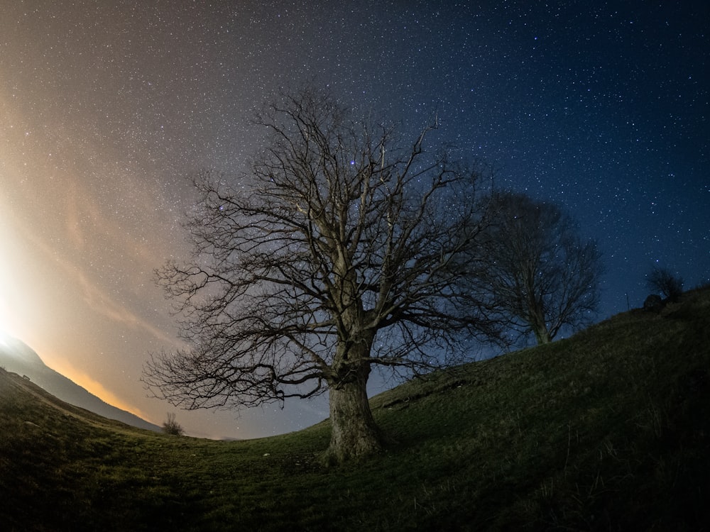 bare tree under starry sky