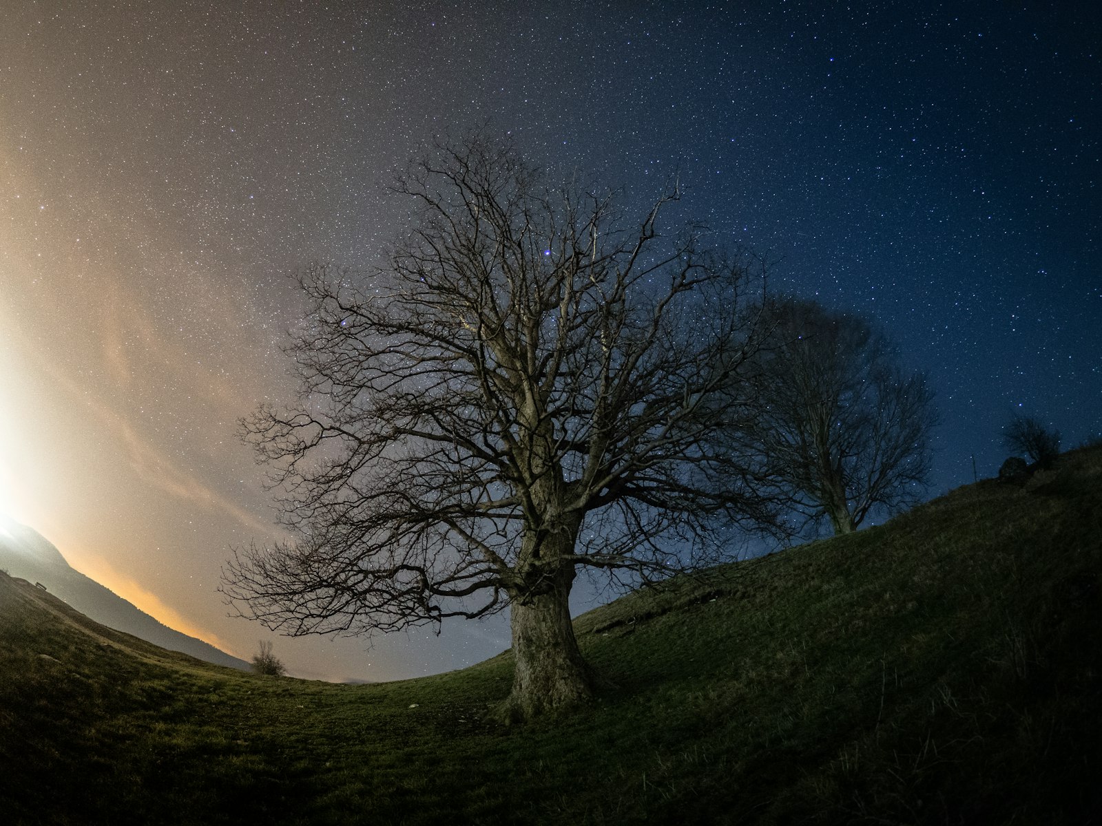 OLYMPUS M.8mm F1.8 sample photo. Bare tree under starry photography