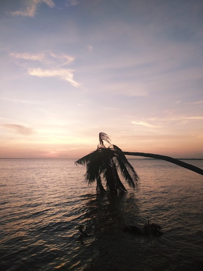 A serene beach at sunset with gentle waves and a lone palm tree leaning over the shore.