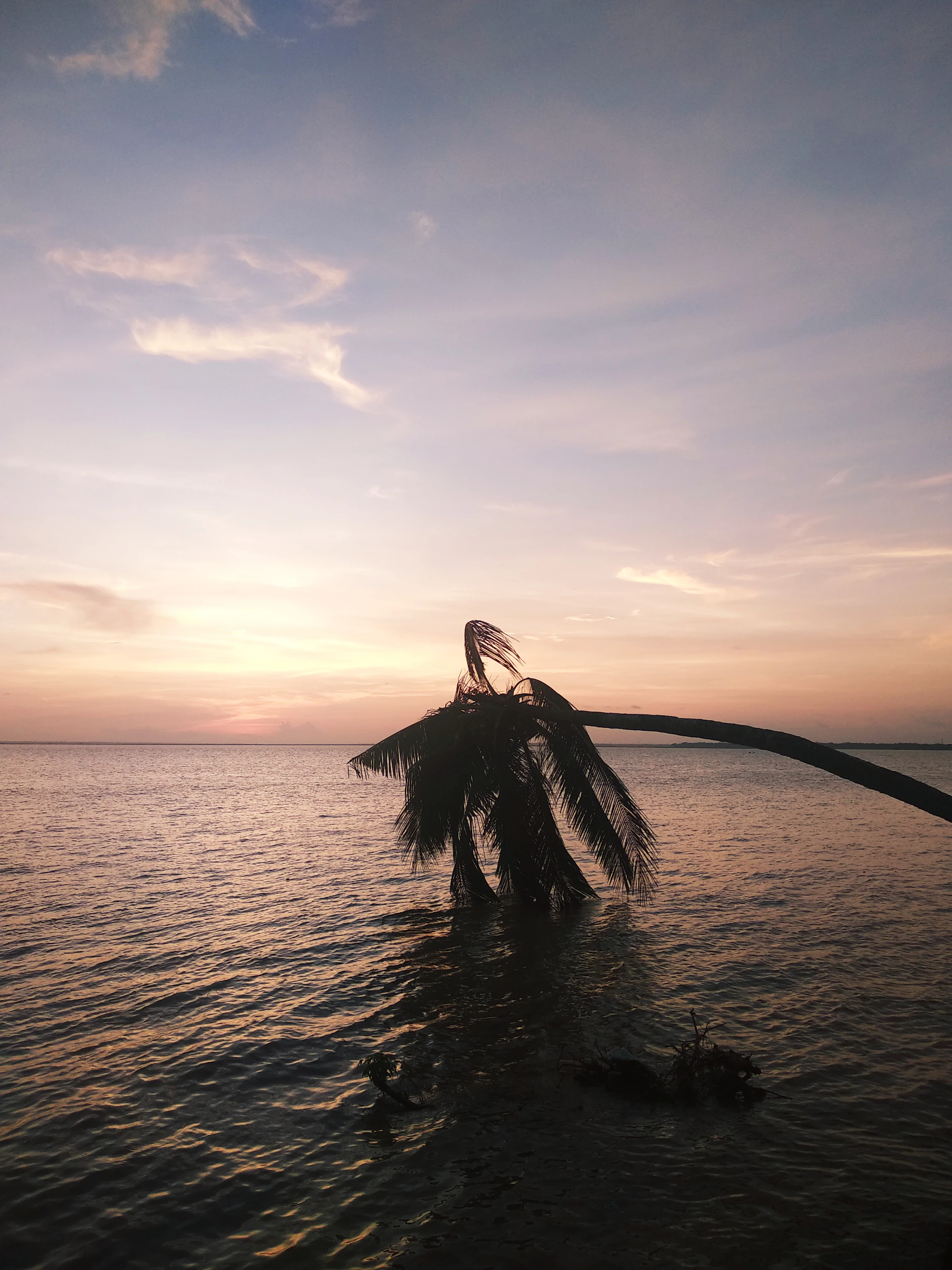 A serene beach at sunset, with gentle waves and a lone palm tree leaning toward the water.