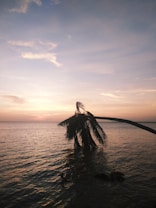 A serene beach scene with a tranquil ocean stretching to the horizon under a soft, pastel-colored sky. A lone palm tree leans towards the water, its silhouette stark against the sunset's warm glow.