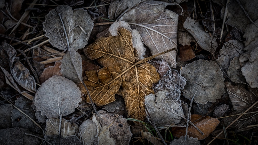 Fotografía selectiva en color de una hoja marchita de color marrón