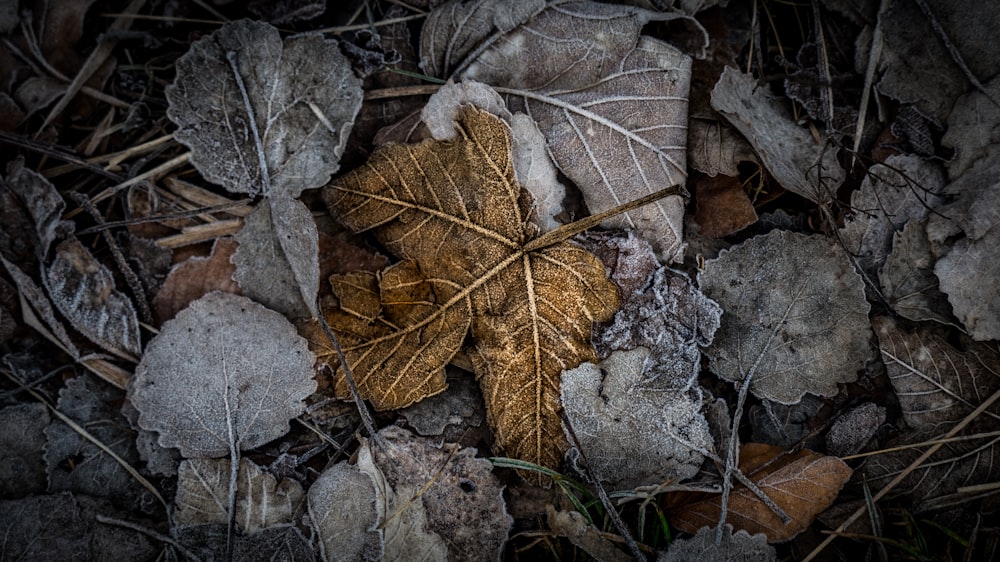 Photographie couleur sélective de feuilles fanées brunes