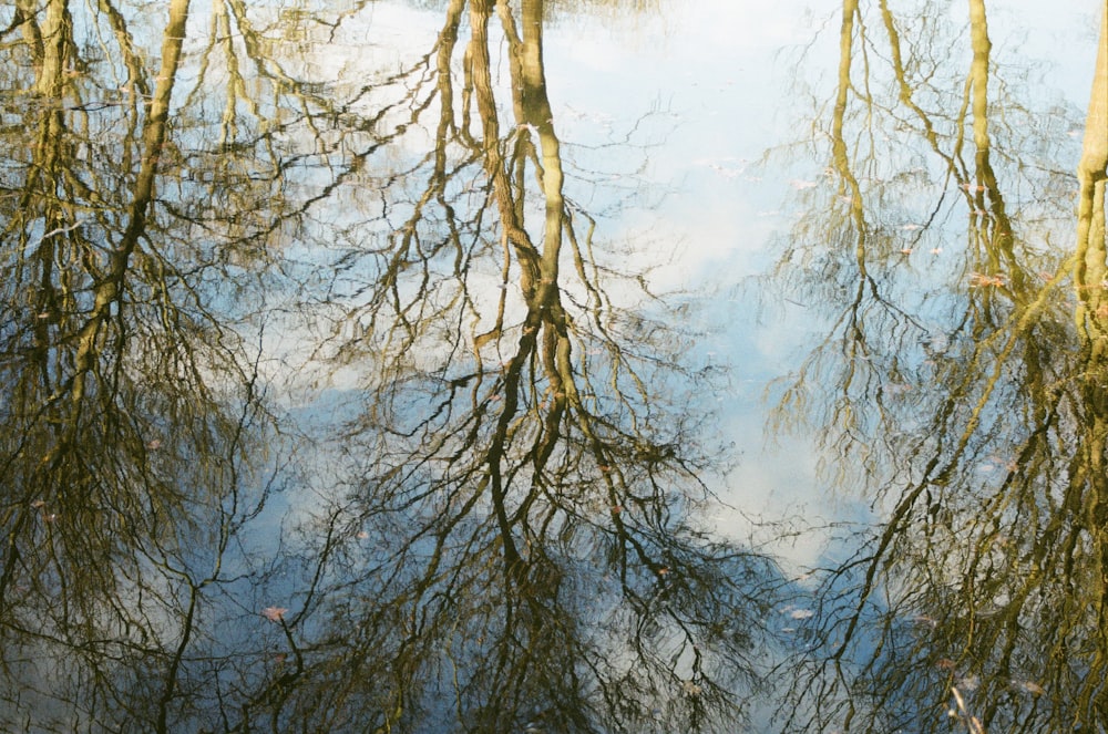 green-leafed trees during daytime