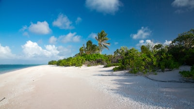 green trees under cloudy sky marshall islands google meet background