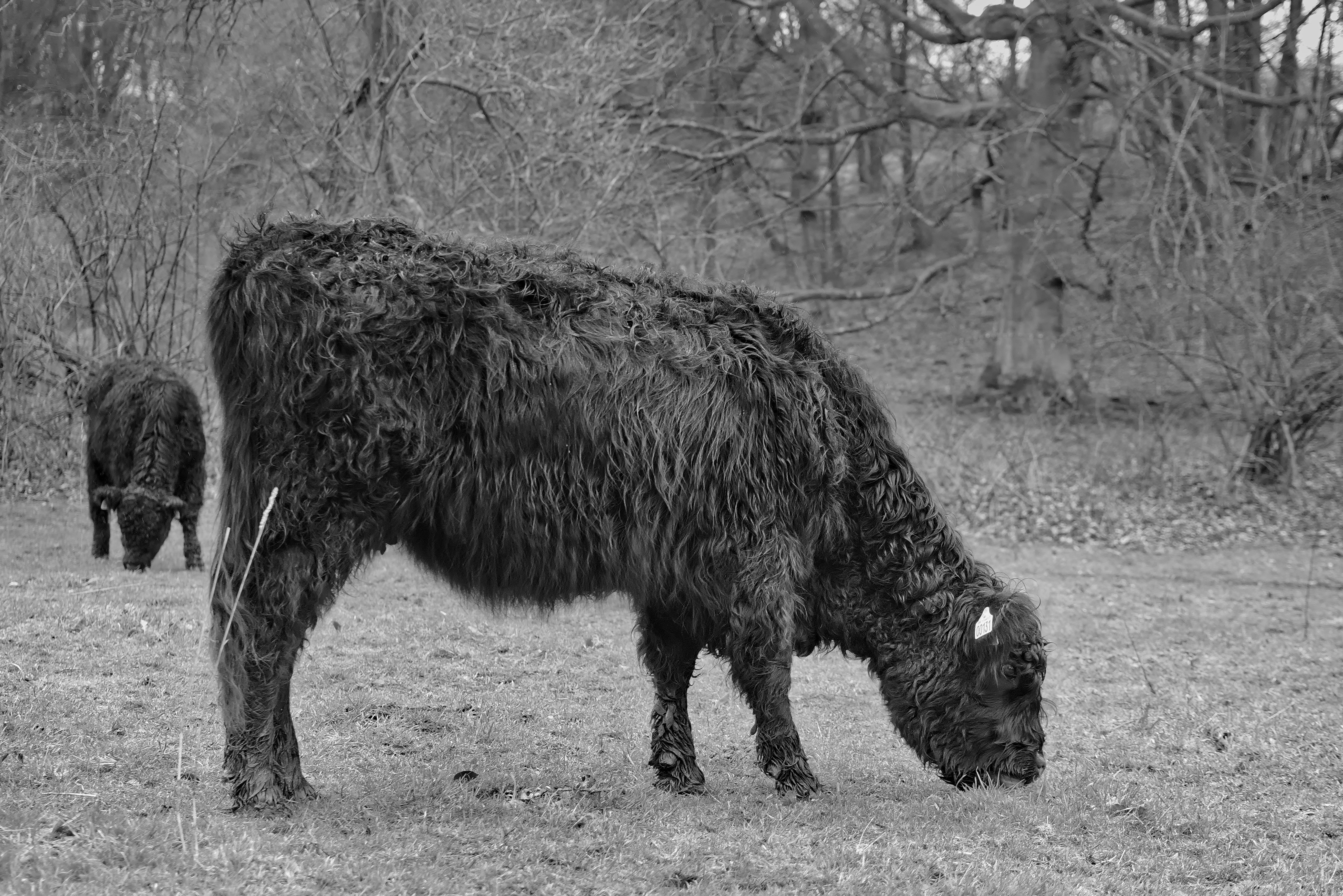 Grass-Fed Cows and Goats