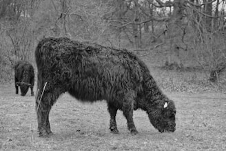 A shaggy-haired bovine is grazing on a grassy field, surrounded by a barren, leafless forest. Another similar bovine is in the background, partially obscured by tall grass. The overall setting is a quiet, natural landscape.