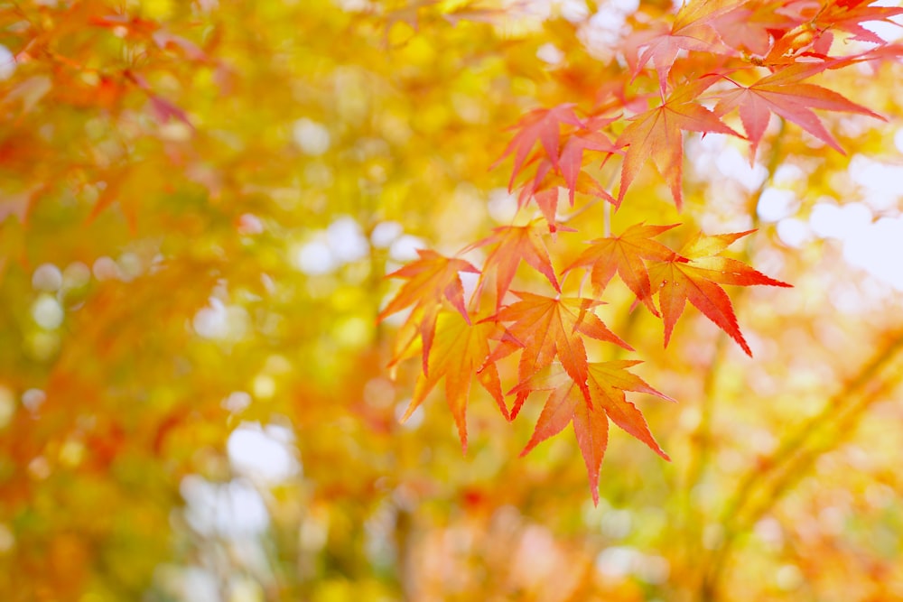 close-up photo of brown leaves