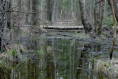 A dense forest scene with a small, calm body of water reflecting the surrounding trees. Fallen logs lie across the water, and the ground is covered with a mix of grass and foliage. The environment appears wet and marshy, with a variety of tree trunks and branches creating an intricate natural pattern.