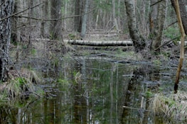 A dense forest scene with a small, calm body of water reflecting the surrounding trees. Fallen logs lie across the water, and the ground is covered with a mix of grass and foliage. The environment appears wet and marshy, with a variety of tree trunks and branches creating an intricate natural pattern.