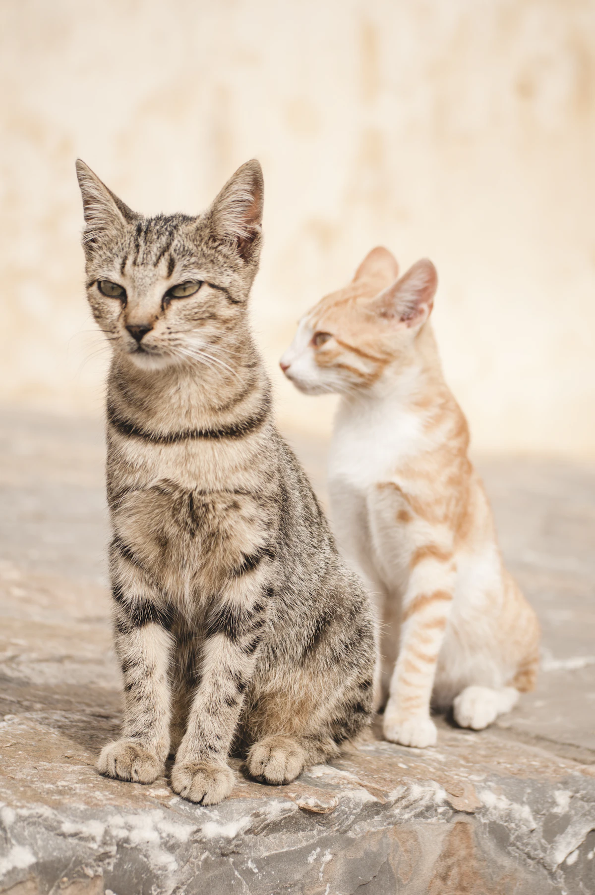 Dos gatos juntos, uno junto al otro