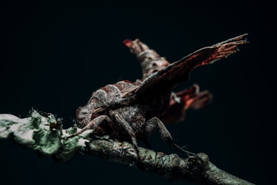 selective focus photo of black insect perched on wood detailed teams background