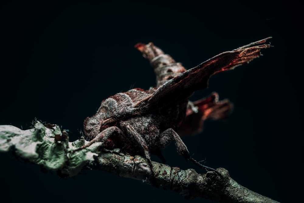 selective focus photo of black insect perched on wood