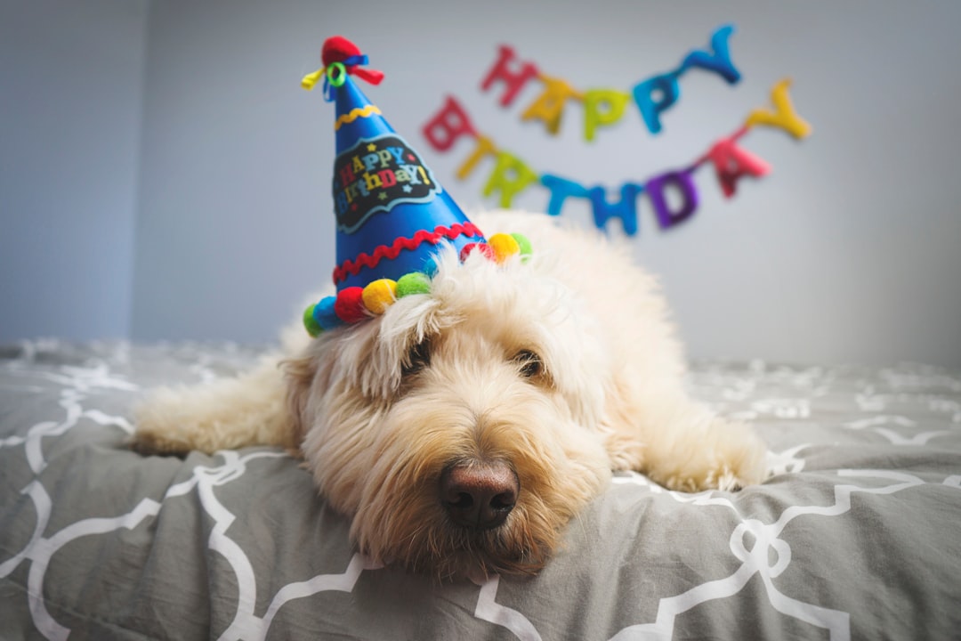 Trigger the dog with party hat on his birthday – Email Marketing Agency Guide and Tips - Photo by Hedi Alija | best digital marketing - London, Bristol and Bath marketing agency