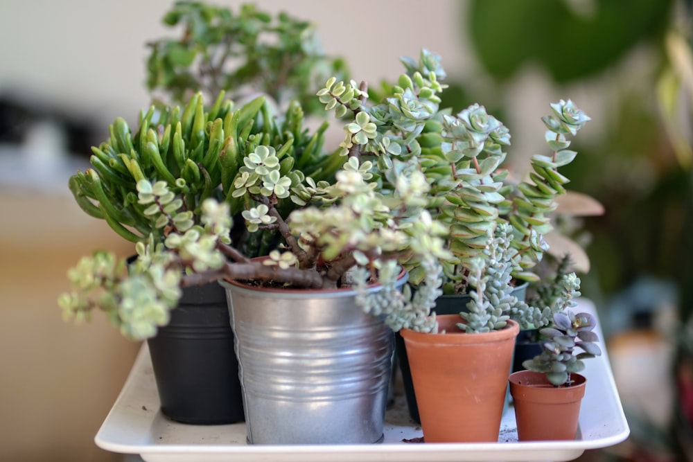 green succulents plants during daytime