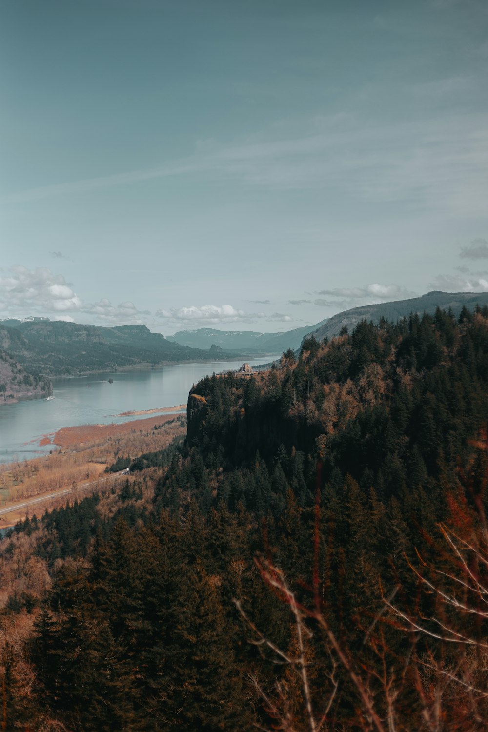 trees near river